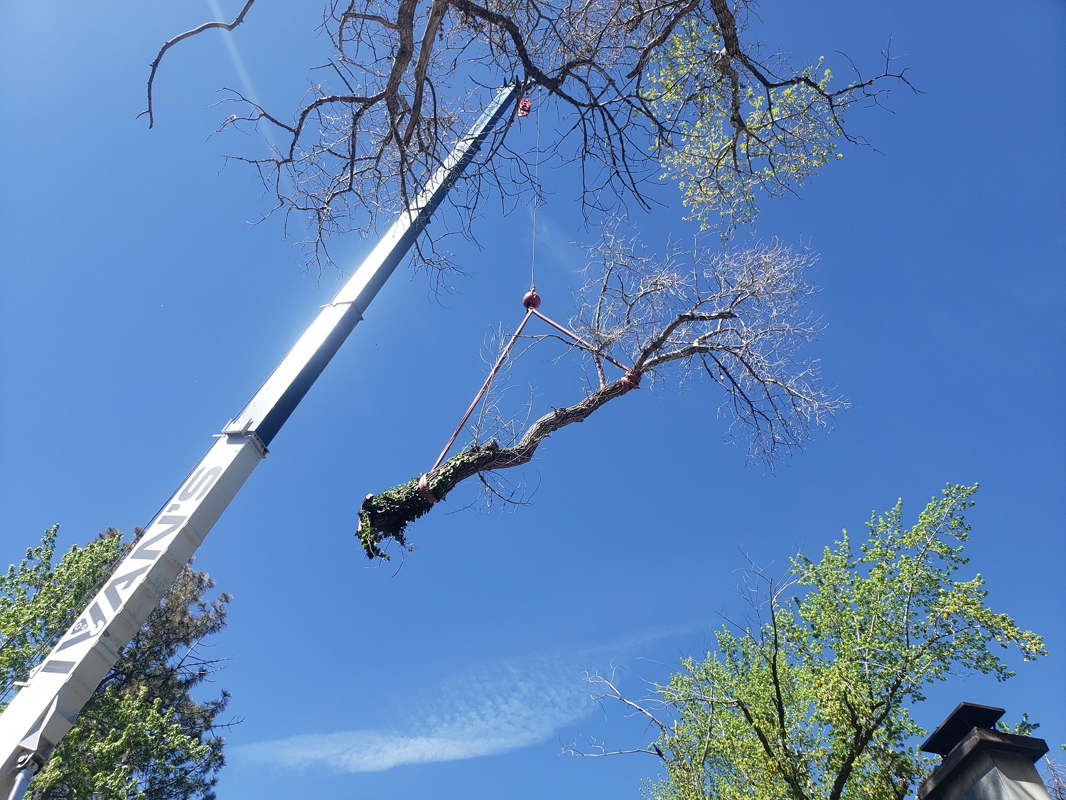 Timber Ridge Tree Service Image